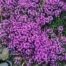 Why You Need Arctic Thyme: It Clears Acne and Benefits Health