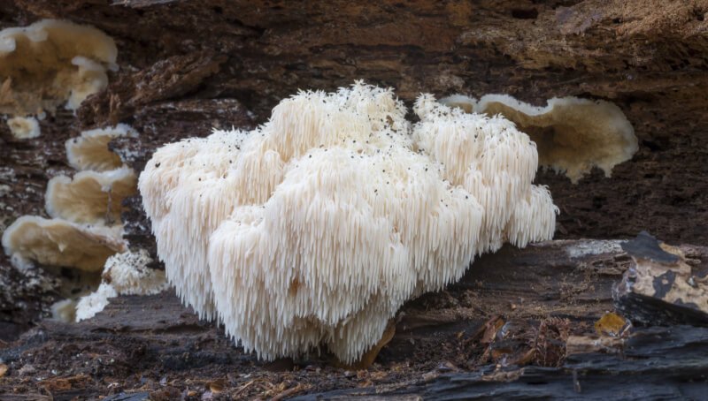 Lion's Mane