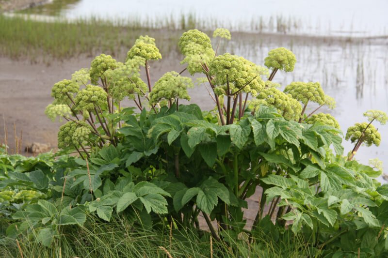 Angelica