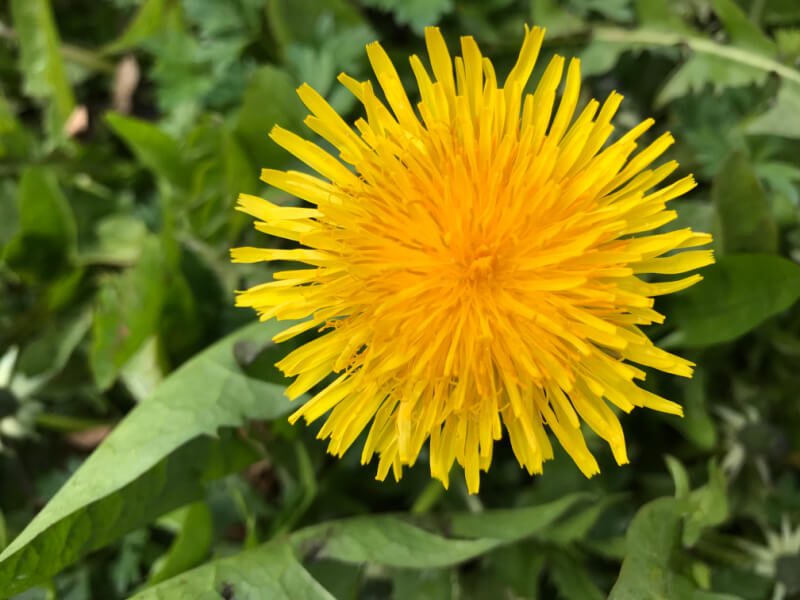 Dandelion